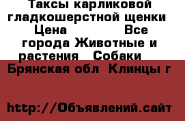 Таксы карликовой гладкошерстной щенки › Цена ­ 20 000 - Все города Животные и растения » Собаки   . Брянская обл.,Клинцы г.